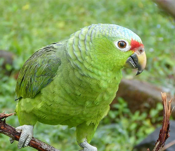 Perroquet du Costa Rica